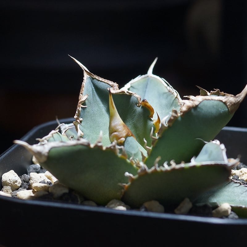 アガベ チタノタ 緑幽霊 / GG-07 | アガベ専門店 モンスターハウス