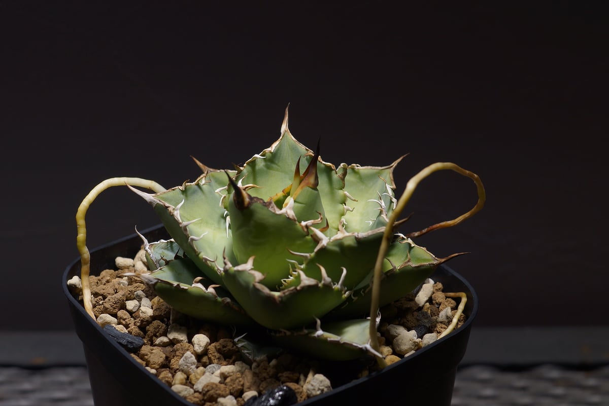 アガベ チタノタ 覇王竜 HR-01 | アガベ専門店 モンスターハウス