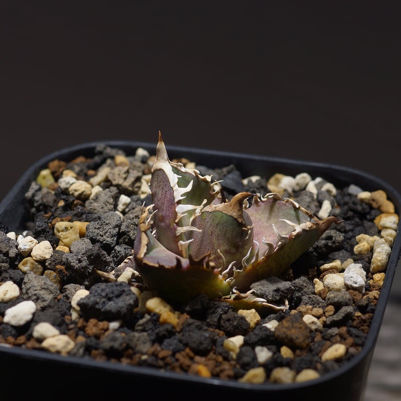 アガベ チタノタ レッドキャットウィーズル / 赤猫 RC-08 | アガベ専門