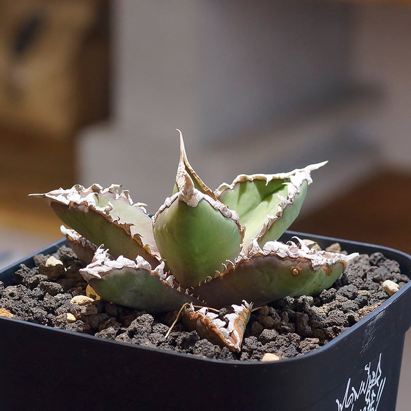 アガベ 狼人　チタノタ　オテロイ Yahoo!オークション - アガベ チタノタ 狼人 特選子株 強棘 （オテロイ