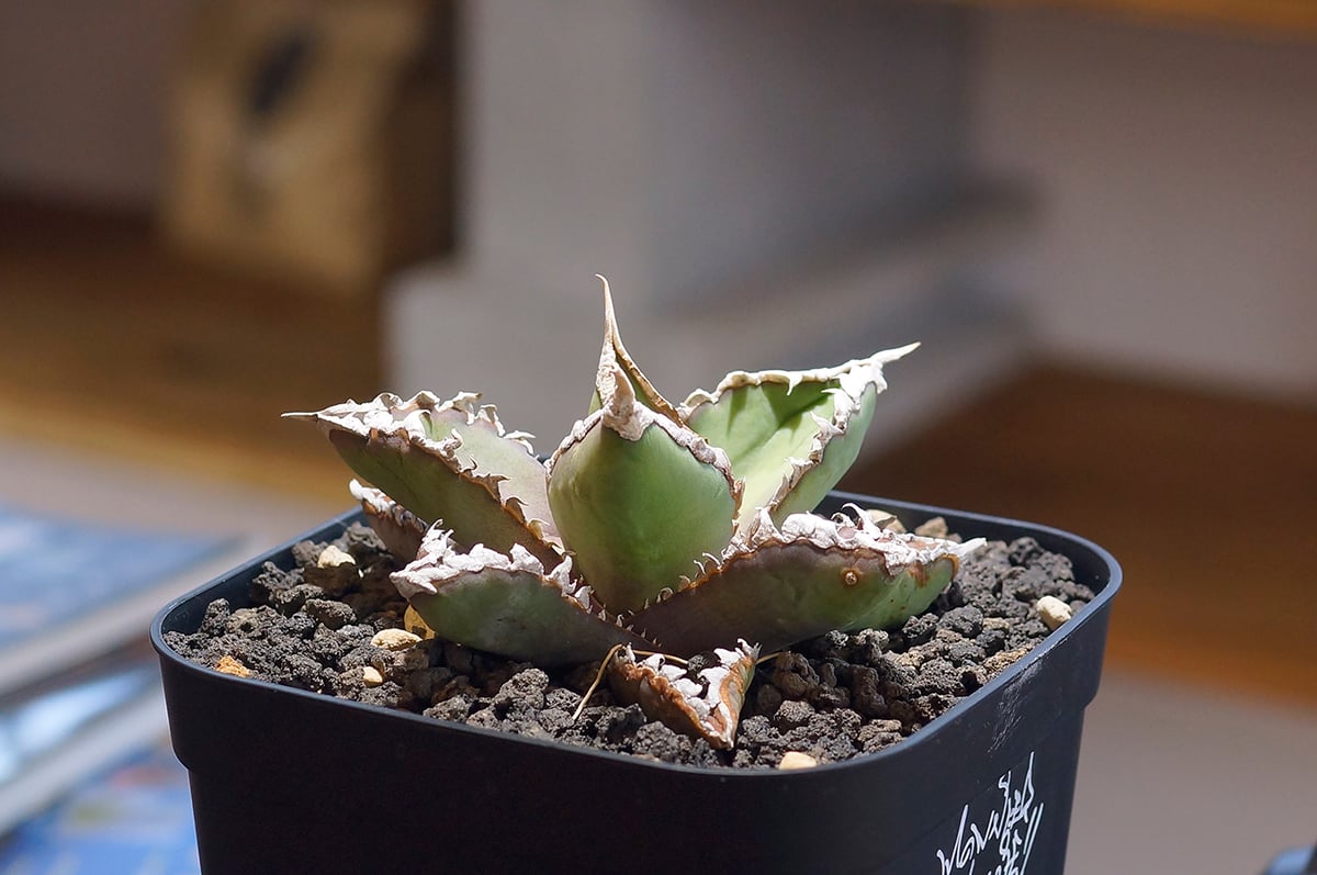 アガベ チタノタ 狼人 RN-02 | アガベ専門店 モンスターハウス