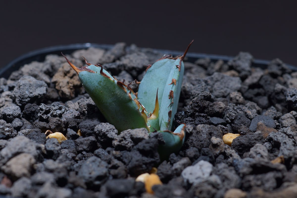 アガベ チタノタ ブラック&ブルー BB 極上黒棘 実生 輸入大苗 【公式通販】