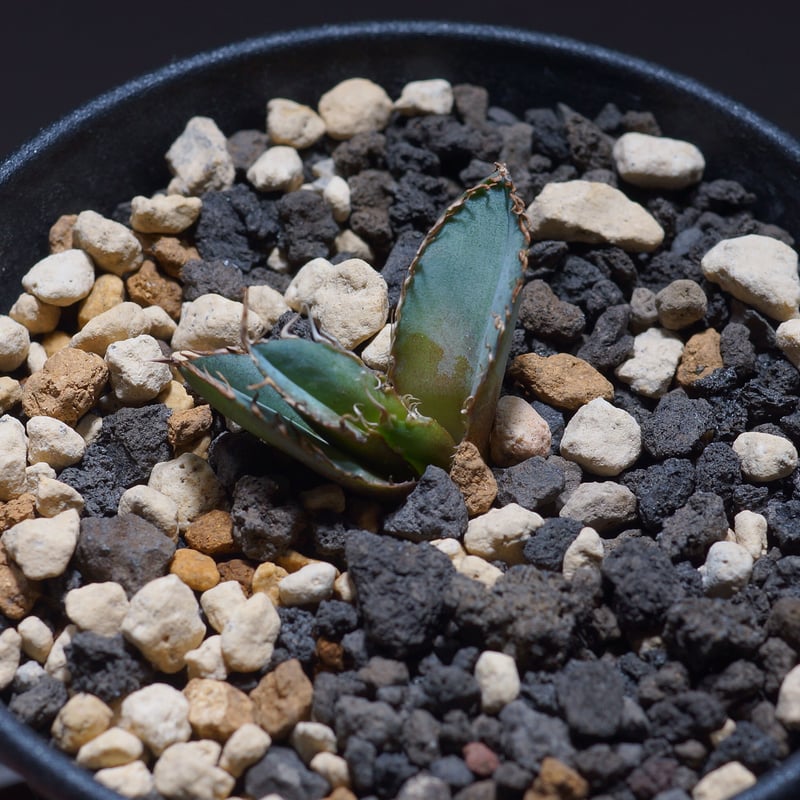 アガベ チタノタ ブラックアンドブルー（bb-10）BB子株 | アガベ