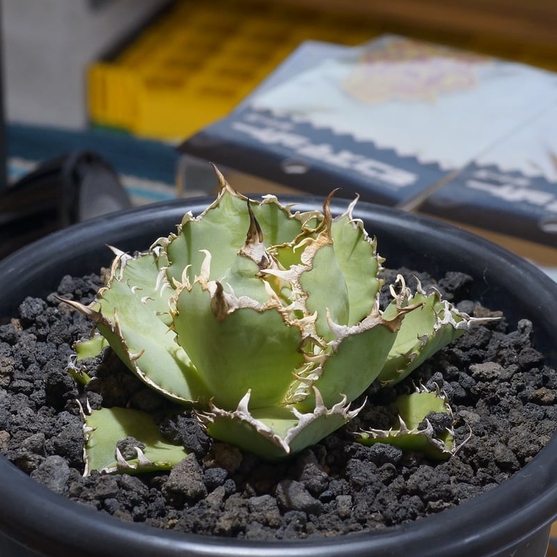 アガベ チタノタ フィリグリー /fg-04 | アガベ専門店 モンスターハウス