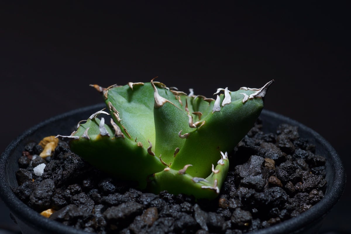agave barracuda アガベ バラクーダ 中株 極強鋸歯 特選株 十一 agave barracuda アガベ バラクーダ 中株 極強鋸歯 特選株 十一