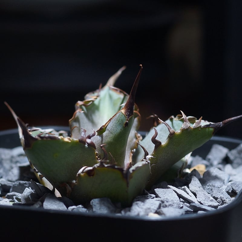 アガベ チタノタ 猟豹/ Dragon Agave産 ct-02 | アガベ専門店 モンスタ