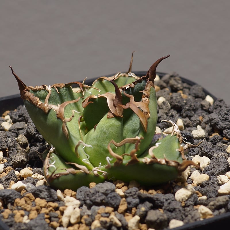 け*ん様 アガベ チタノタ シーザー　親株　Caesar 凱撤　低重心　わしゃわ け*ん様 アガベ チタノタ シーザー 親株 Caesar 凱撤 低重心 わ