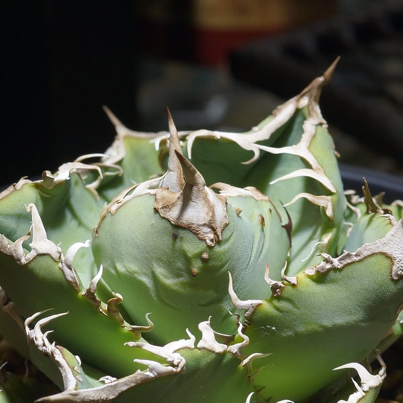 Agave 麻花 from Dennis 検索)麻花龍、冰雹、WV アガベ チタノタ Dennis 018/ Dragon Agave産 D018-02 | ア