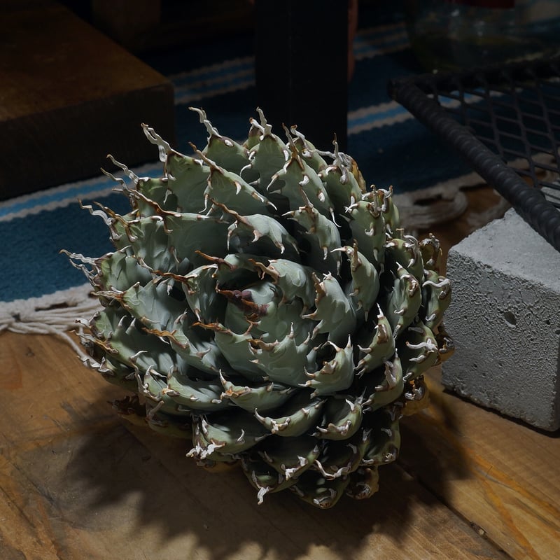 アガベ ユタエンシス エボリスピナ / ES-29 | アガベ専門店 モンスター