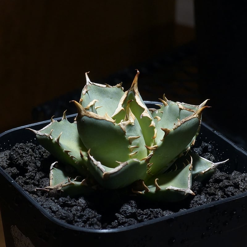 鉢植えアガベ チタノタ プランター多肉植物サボテンオテロイ陶器 鉢植えアガベ チタノタ プランター多肉植物サボテンオテロイ陶器 陶器