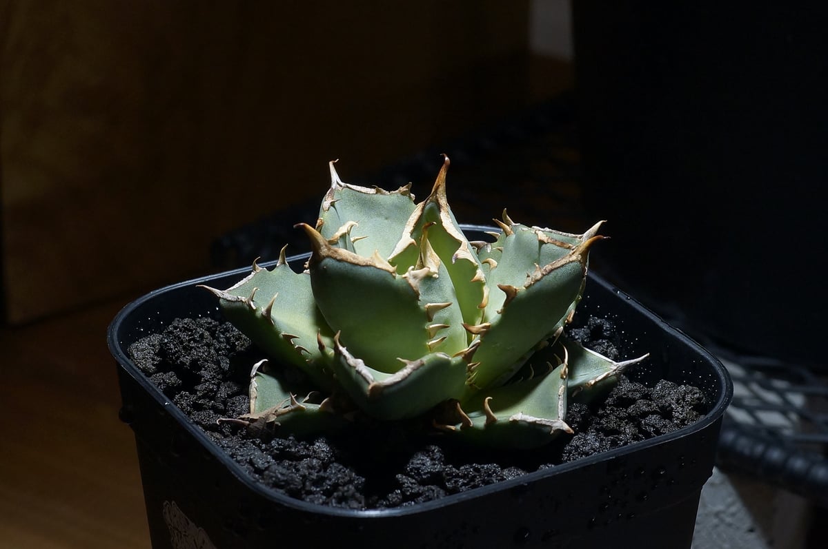 EMP アガベ チタノタ 帝君 エンペラー / ブツブツ　AG499 アガベ チタノタ 帝君 エンペラー ブツブツ系 発根済み 鉢ごと