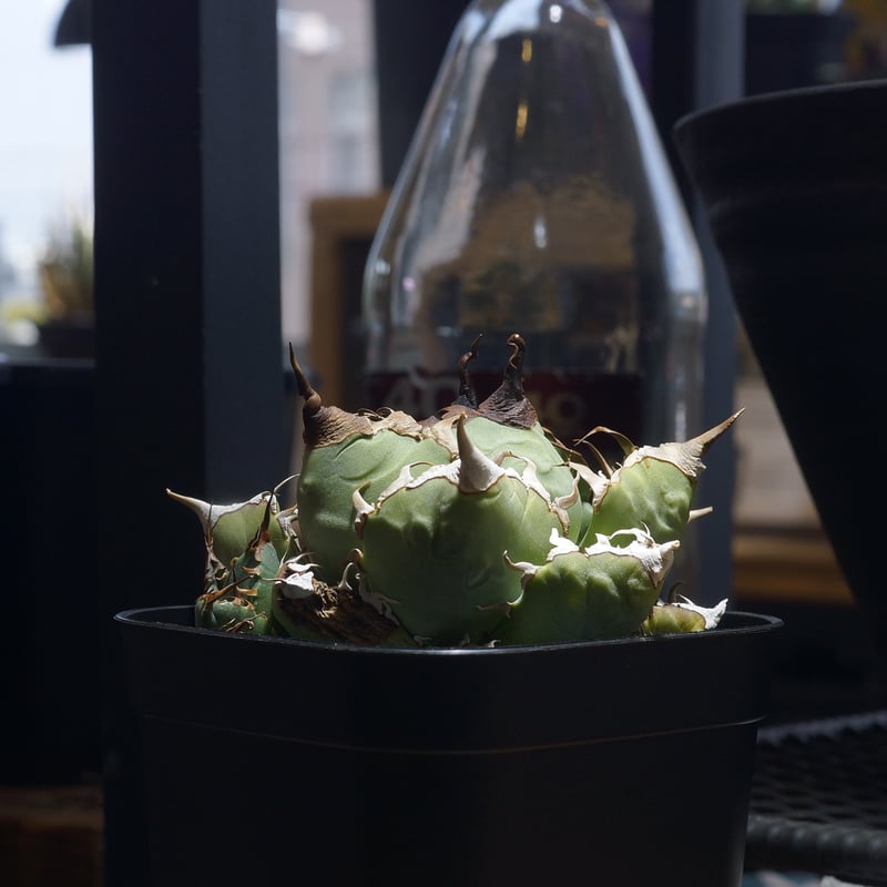 アガベ チタノタ 魔丸 / MG-17 | アガベ専門店 モンスターハウス