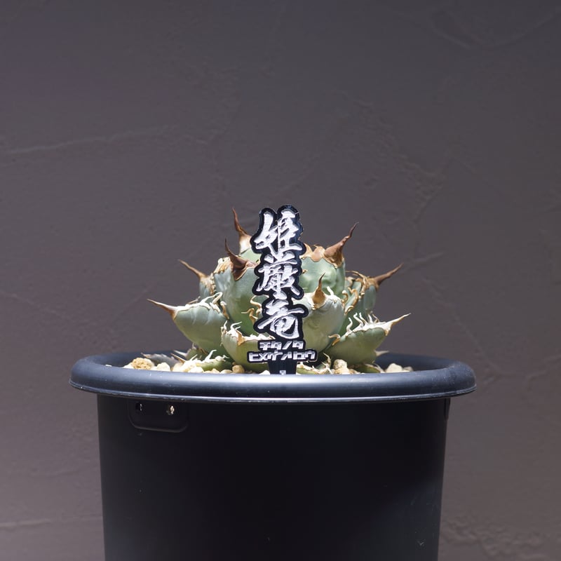 アガベ 品種 プランツタグ 黒】チタノタ 姫厳竜 | アガベ専門店 アガベ 品種 プランツタグ 黒】チタノタ 姫厳竜 | アガベ専門店