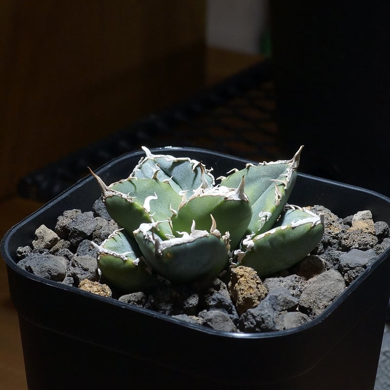 アガベ チタノタ 南アフリカダイヤモンド / SAD-09 | アガベ専門