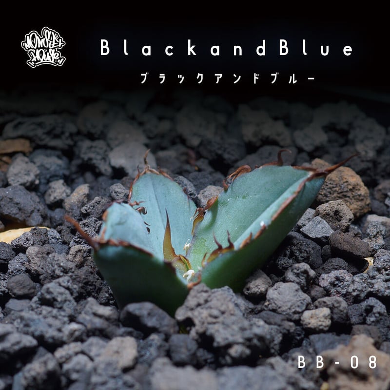 強棘選抜】アガベチタノタ ブラック&ブルー 鉢付き(bb-08 強棘選抜】アガベチタノタ ブラック&ブルー 鉢付き(bb-08