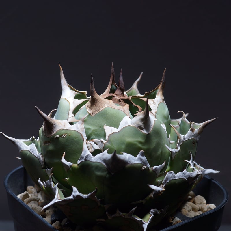 アガベ チタノタ 姫厳竜（ボールタイプ）/ HM-05 | アガベ専門店