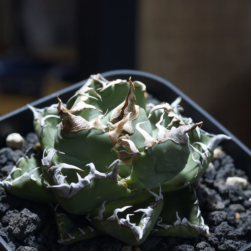 アガベ チタノタ 魔丸 / MG-08 | アガベ専門店 モンスターハウス