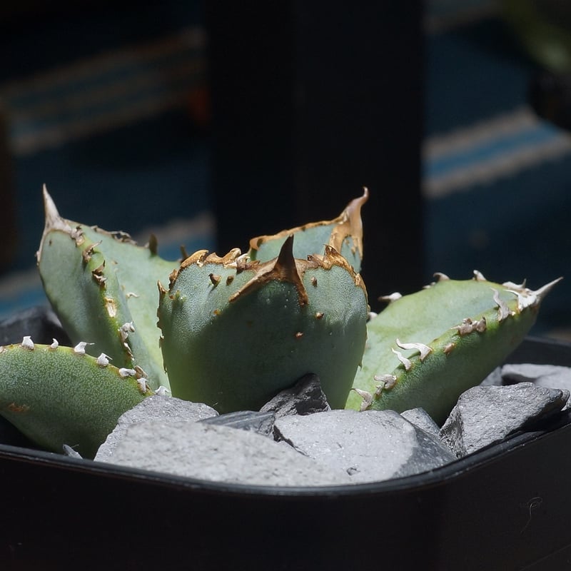 アガベ チタノタ 鰐亀 / WG-02 | アガベ専門店 モンスターハウス