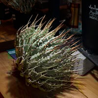 アガベ チタノタ ブラックアンドブルー/胴切り天部分 bb-21 | アガベ