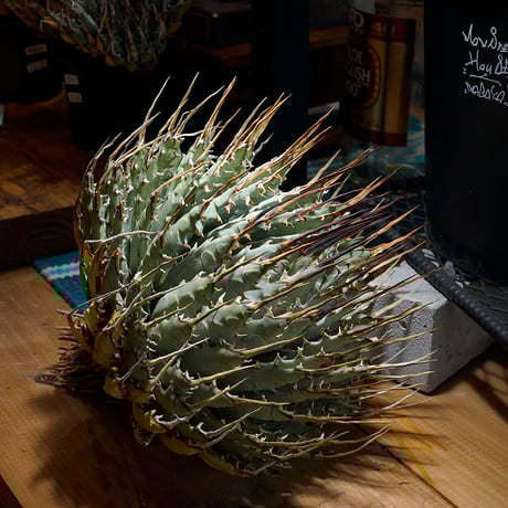 CATEGORY 新商品 | アガベ専門店 モンスターハウス