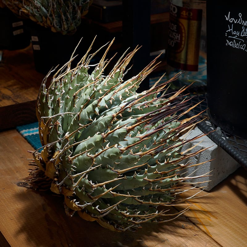 アガベ ユタエンシス エボリスピナ / ES-18 | アガベ専門店 モンスター