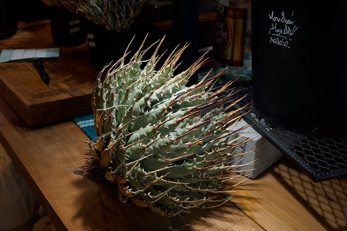 アガベ ユタエンシス エボリスピナ / ES-18 | アガベ専門店 モンスター