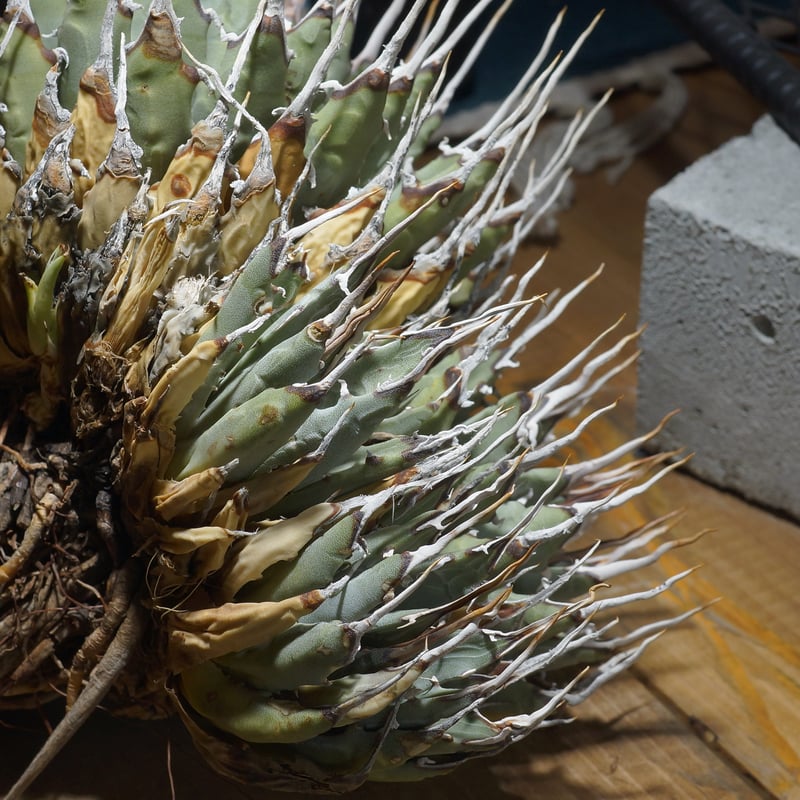 アガベ ユタエンシス エボリスピナ / ES-16 | アガベ専門店 モンスター