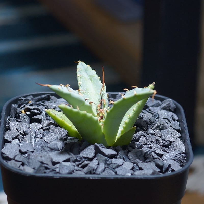 アガベオテロイ姫嚴龍 アガベ ハイブリッド 妖炎×姫厳竜/ Y×H-09 | アガベ専門店
