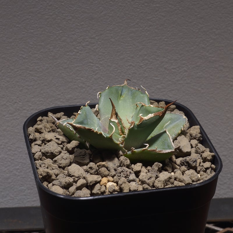 親株 アガベ チタノタ ブラックダイヤモンド 黒豹 デカ子株付 アガベ チタノタ 黒豹/子株 BP-05 | アガベ専門店 モンスターハウス