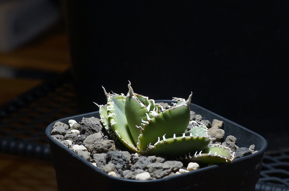 アガベ　チタノタ　SAD 南アフリカダイヤモンド アガベ チタノタ 南アフリカダイヤモンド / SAD-12 | アガベ専門店