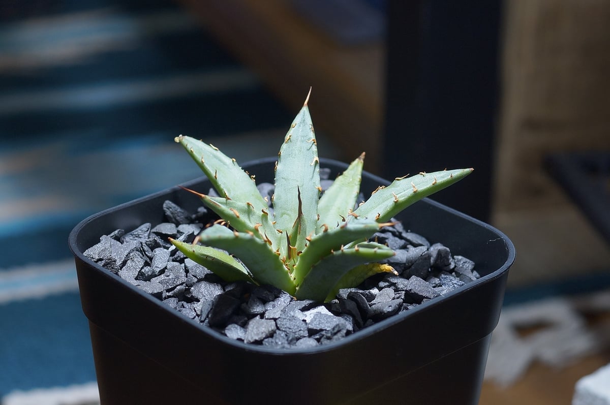 アガベ 妖炎（ユタエンシス）×厳龍 ユタエンシスハイブリッド 変異個体 ⚡️Agave hybrid⚡️ ユタエンシス×コロラータ、厳龍 トップの