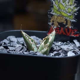 台湾人気ナーセリー株 発売 | アガベ専門店 モンスターハウス