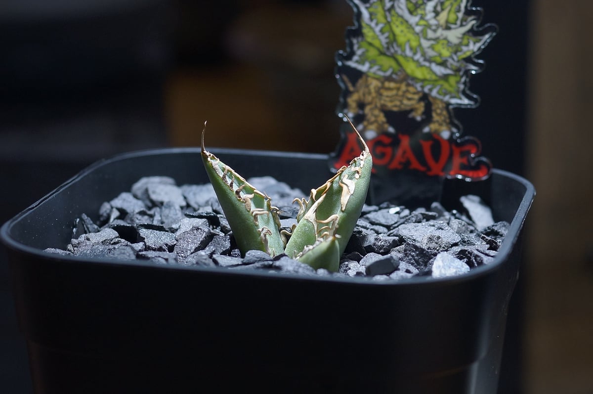 アガベ チタノタ 法老王/ Dragon Agave産 pr-01 | アガベ専門店 モンス