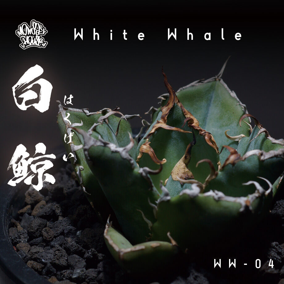 台湾厳選株】アガベチタノタ白鯨 鉢付き（WW-04） | アガベ専門店 
