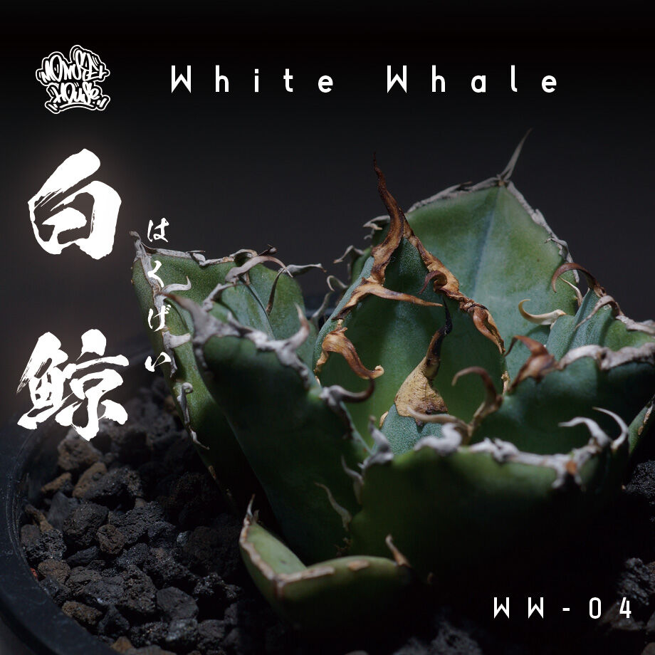 特別セール品】 【黒鯨 鉢付き】アガベ チタノタ Black whale 台湾株