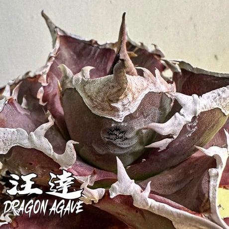 アガベ チタノタ  汪達/ Dragon Agave産 wd-01