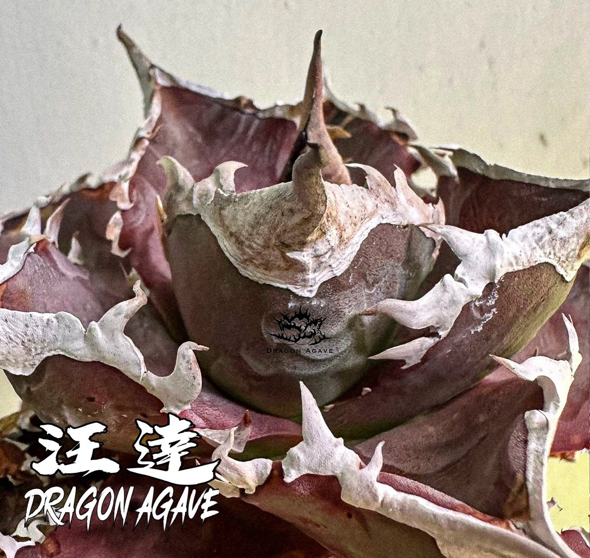 アガベ チタノタ 汪達/ Dragon Agave産 wd-01 | アガベ専門店 モンスタ