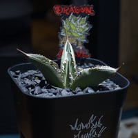 アガベ オアハカ オテロイ/ 親株 ox-08 | アガベ専門店 アガベ オアハカ オテロイ/ 親株 ox-08 | アガベ専門店