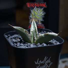 台湾人気ナーセリー株 発売 | アガベ専門店 モンスターハウス