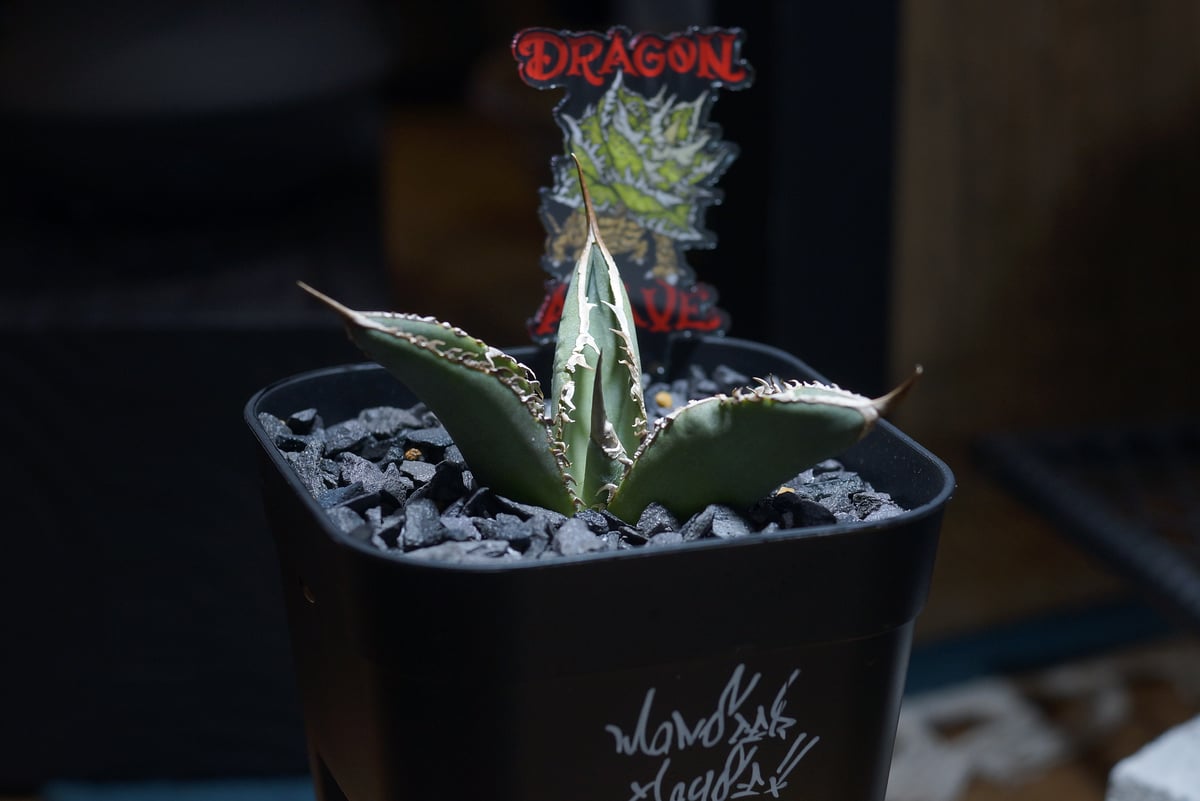 アガベ チタノタ X犀牛/ Dragon Agave産 xr-02 | アガベ専門店