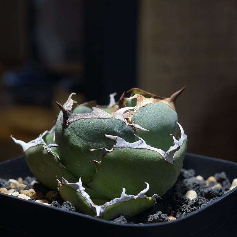 アガベ チタノタ ジャガーノート / JN-02 | アガベ専門店 モンスターハウス