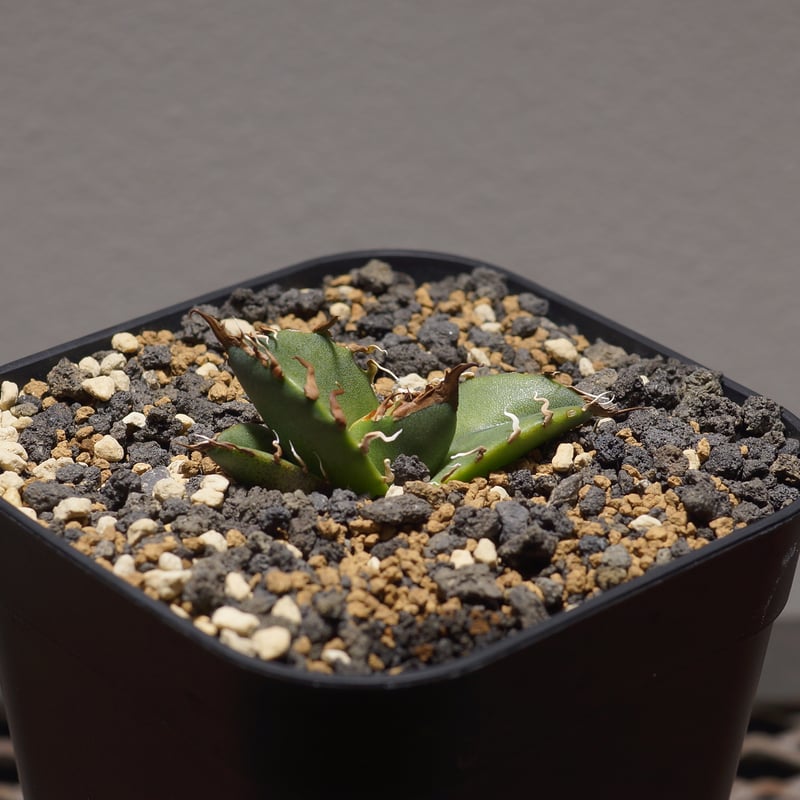 アガベ チタノタ シーザー 凱撒/cae-08 | アガベ専門店 モンスターハウス