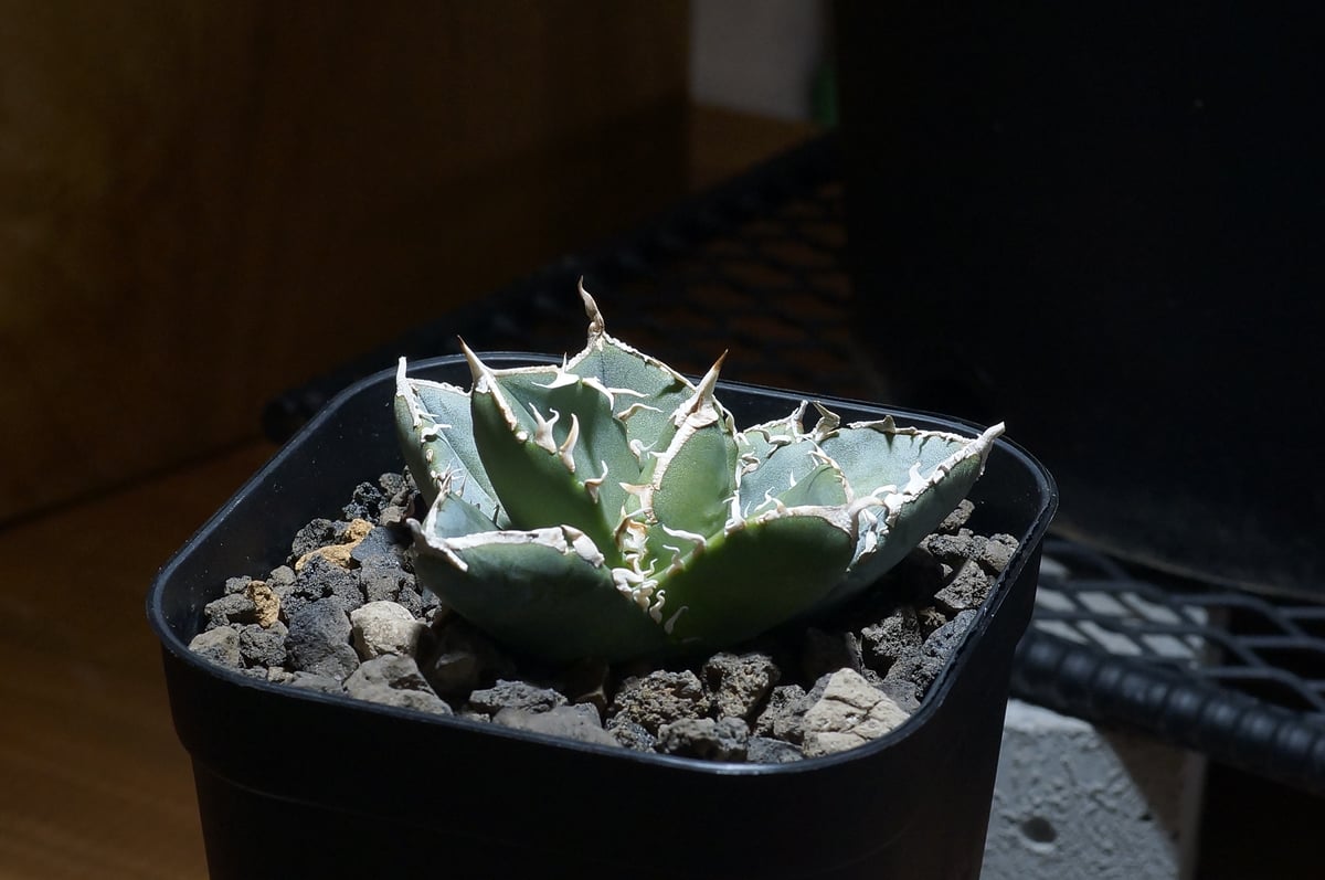 アガベ　チタノタ 南アフリカダイヤモンド① アガベ チタノタ 南アフリカダイヤモンド / SAD-01 | アガベ専門店