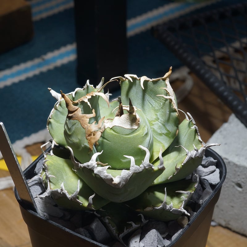 アガベ 魔丸 アガベ チタノタ 魔丸 / MG-11 | アガベ専門店 モンスターハウス