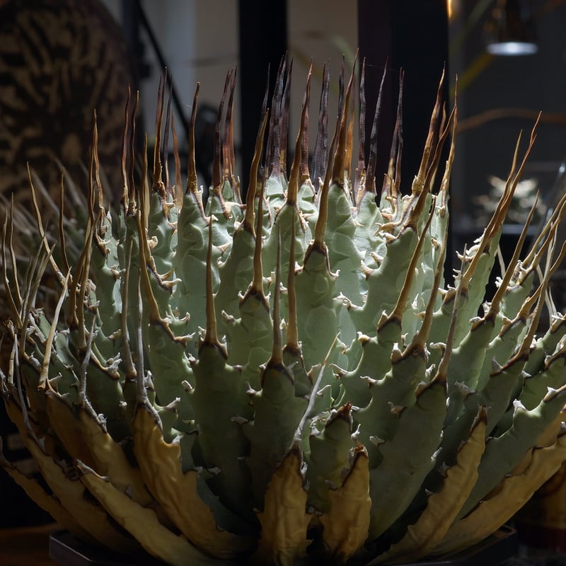 アガベ ユタエンシス エボリスピナ / ES-18 | アガベ専門店 モンスター