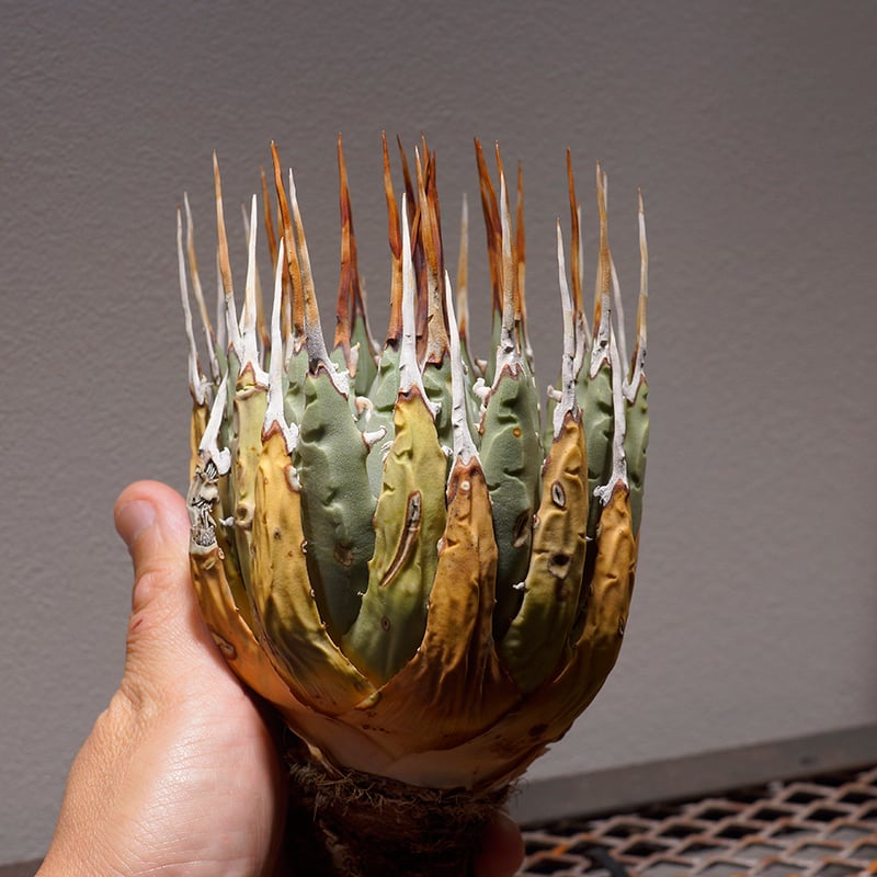 4 アガベ ユタエンシス エボリスピナ 変異禾 4 アガベ ユタエンシス