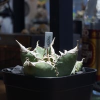 アガベ チタノタ レッドキャットウィーズル RC-06 | アガベ専門店