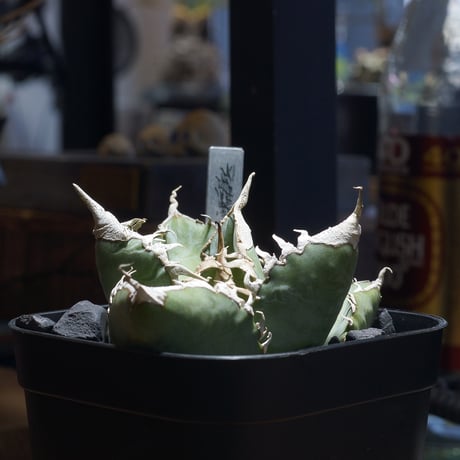 悪魔くん | STORES