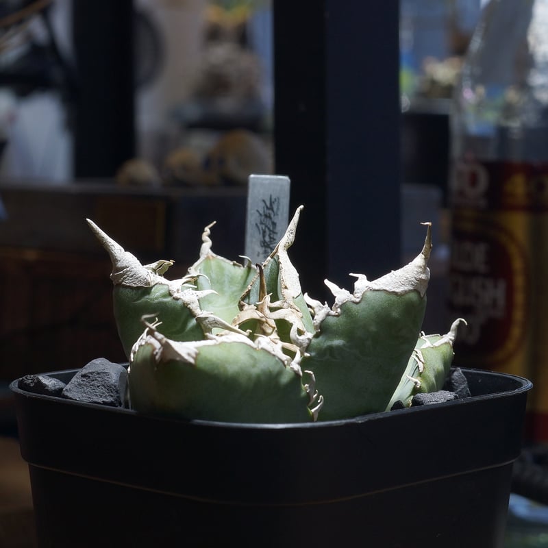 アガベ チタノタ 悪魔くん ak-02 | アガベ専門店 モンスターハウス