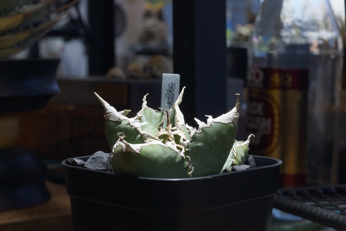 アガベ チタノタ 悪魔くん ak-02 | アガベ専門店 モンスターハウス